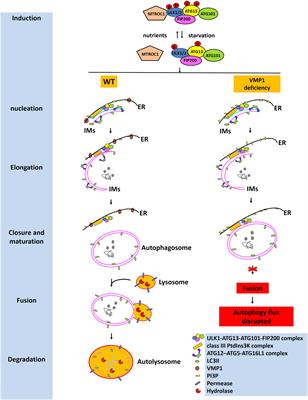 Roles of VMP1 in Autophagy and ER–Membrane Contact: Potential Implications in Neurodegenerative Disorders